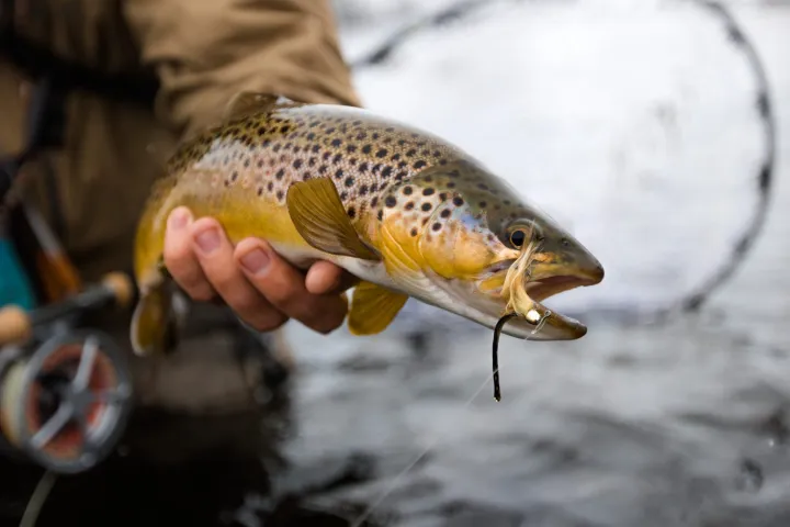 a hand holding a fish