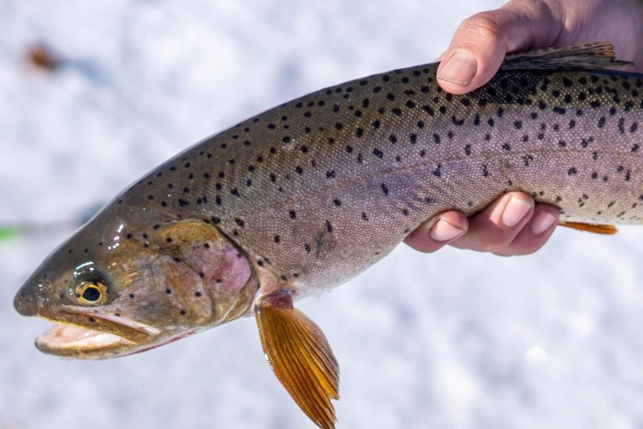 a hand holding a fish